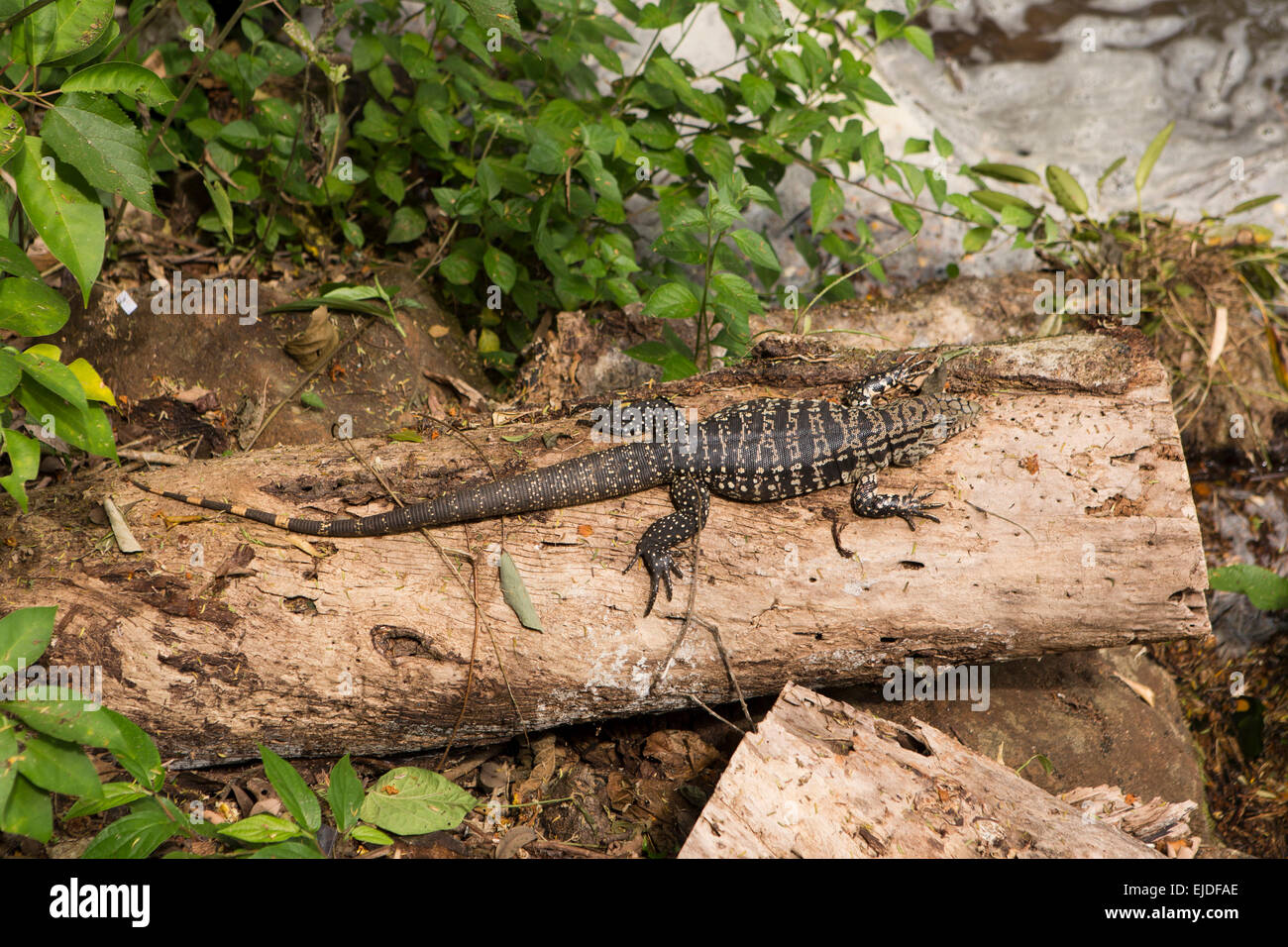 Arg429Argentina, Iguazu Falls National Park, in bianco e nero Tegu Iguana, Tupinambis merianae, in fase di riscaldamento sul log Foto Stock