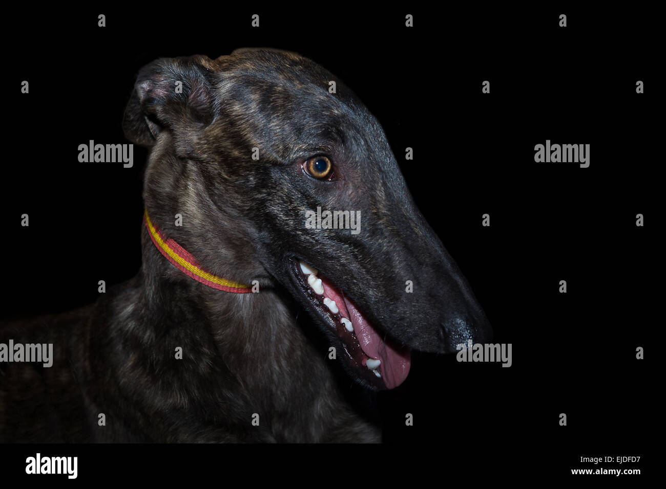 Levriero spagnolo, 9 mesi di età, ritratto su sfondo nero Foto Stock