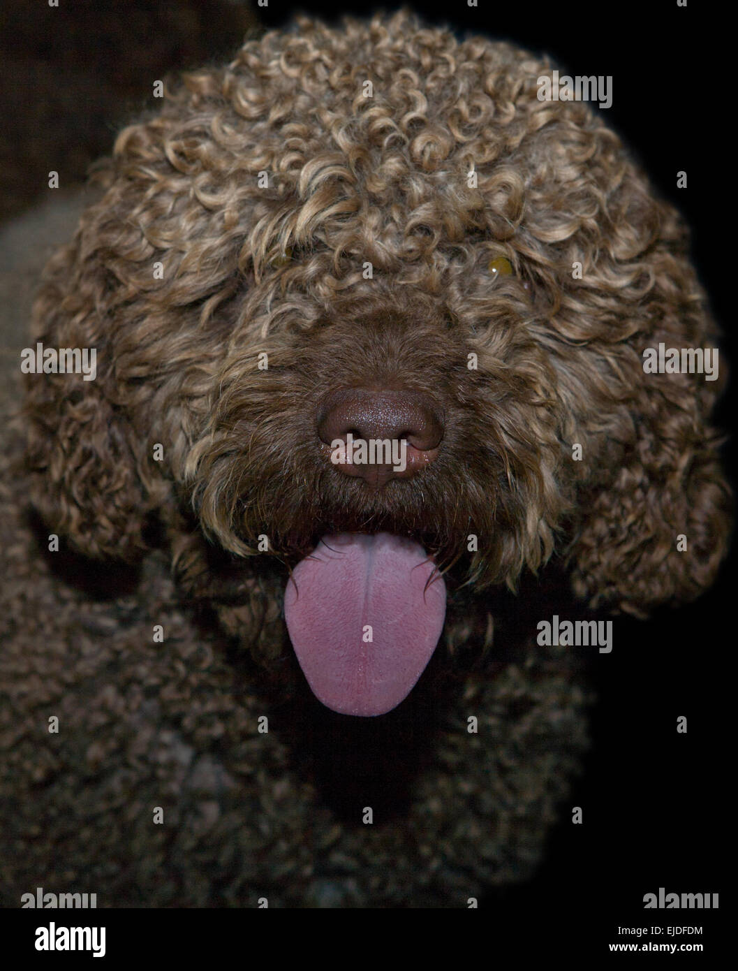 Un primo piano di brown spagnolo cane di acqua su sfondo nero Foto Stock