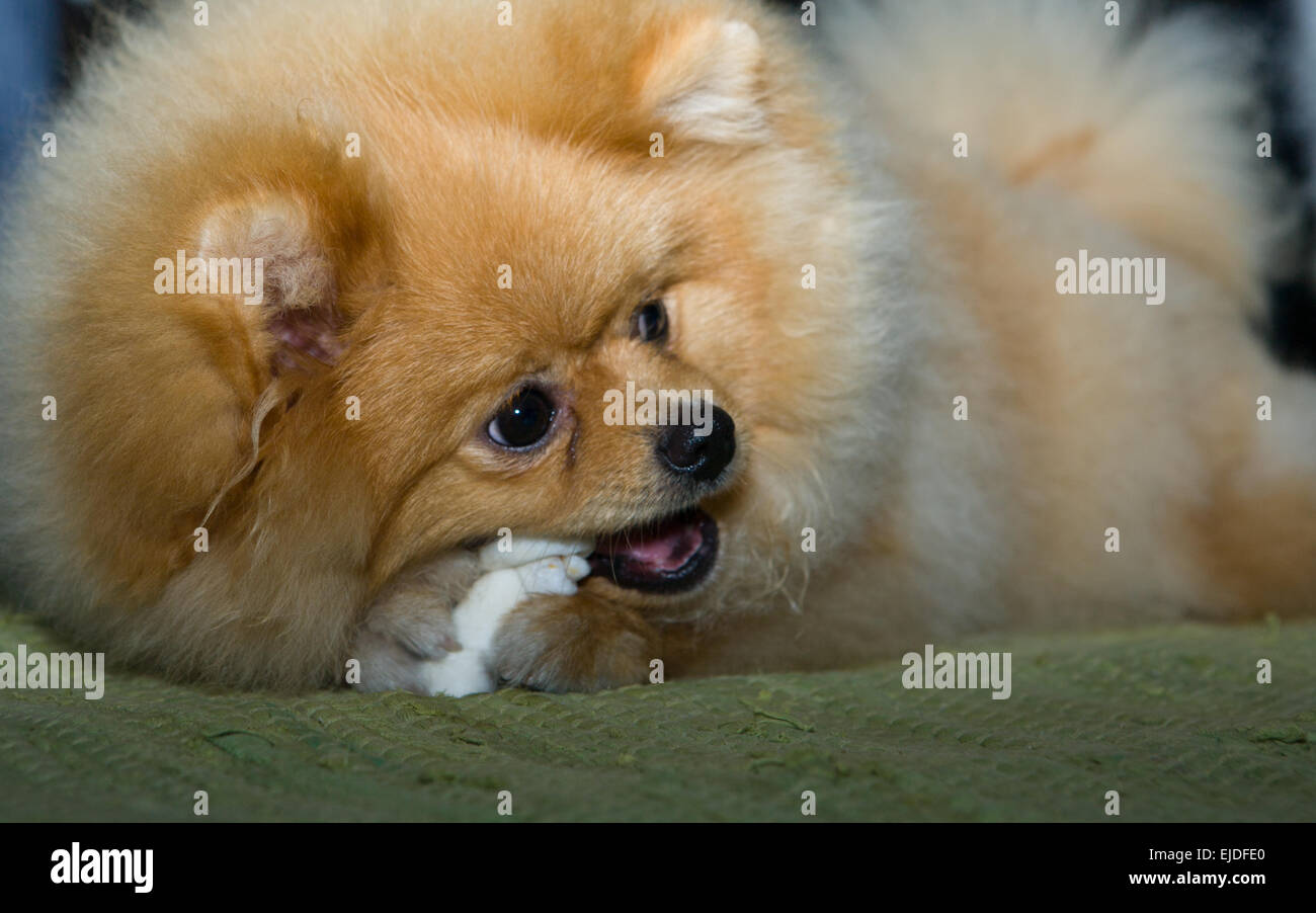 Piccolo pomerania cane giocando e bitting un osso Foto Stock