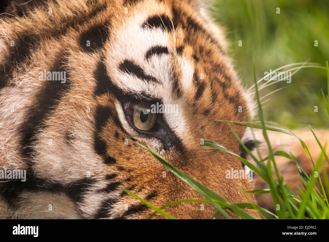 Close up di un captive, Panthera tigris altaica, la tigre di Amur' viso e occhi Foto Stock