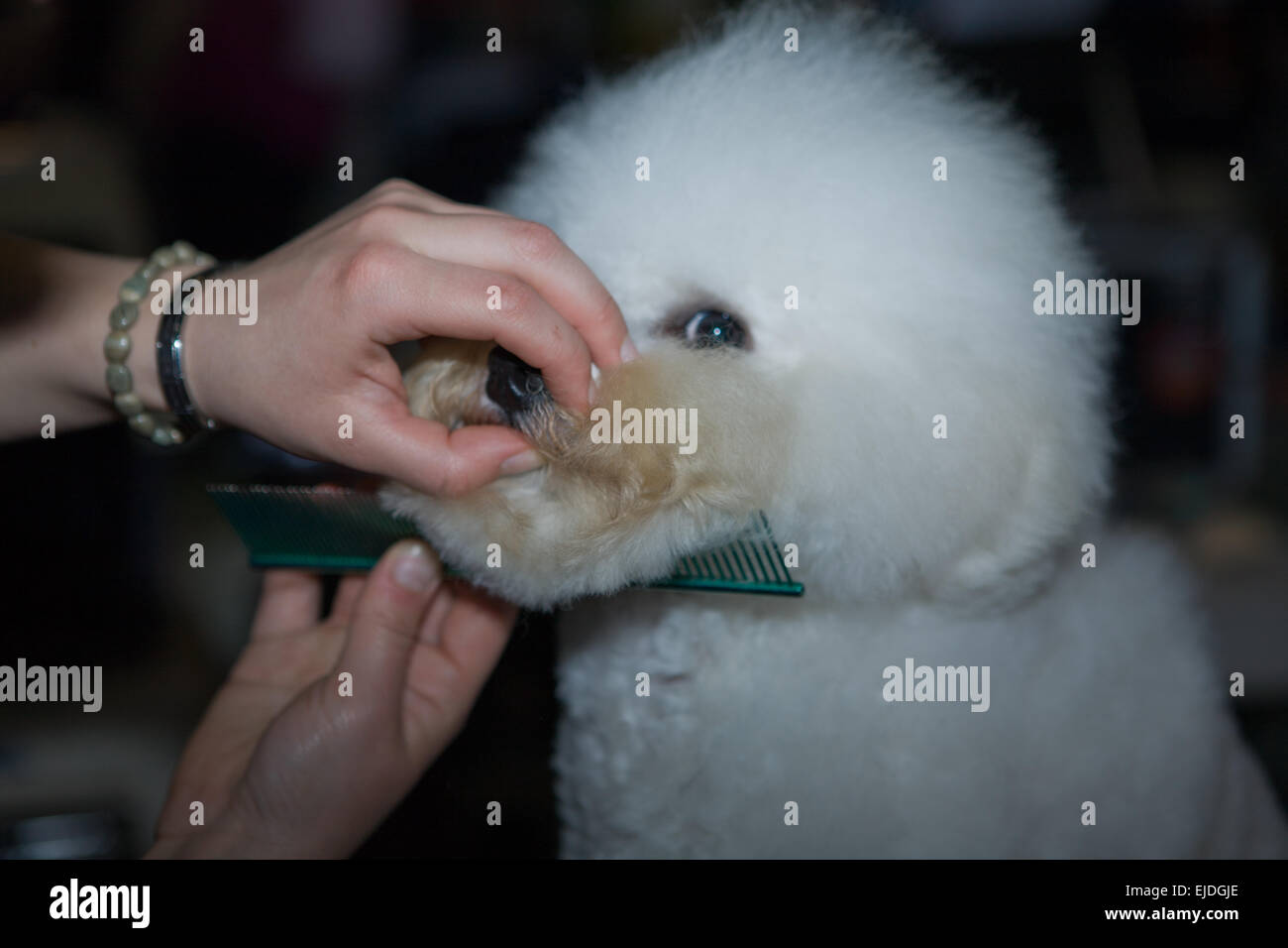 Un piccolo white bichon frise cane essendo curato da un professionista utilizzando prodotti speciali e rendendo il suo cappotto puliti e soffici Foto Stock