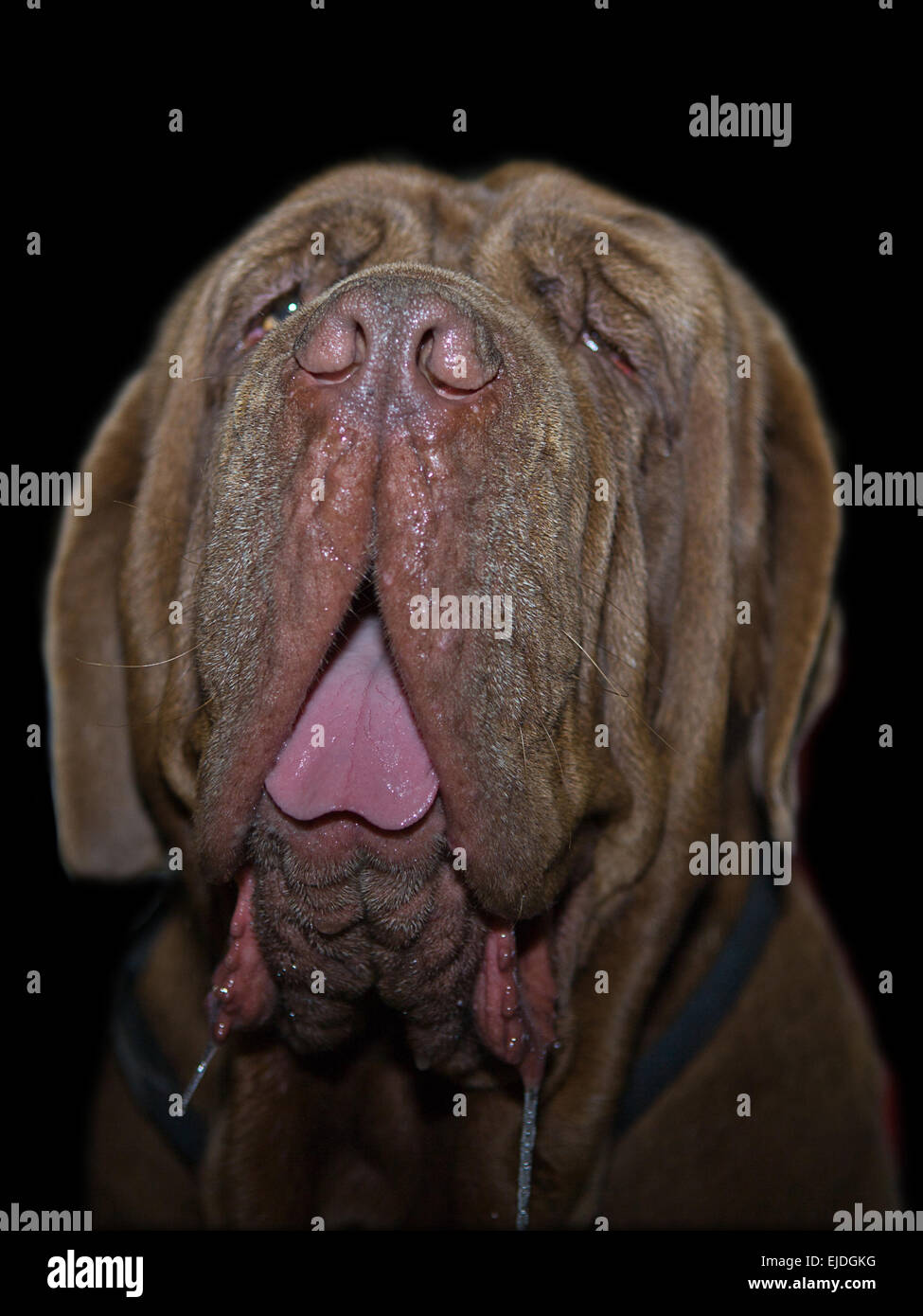 Mastino Napoletano, 9 mesi di età, seduto di fronte a sfondo nero Foto Stock