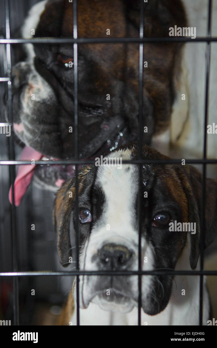Boxer cani sulla loro gabbia. Padre e figlio Foto Stock