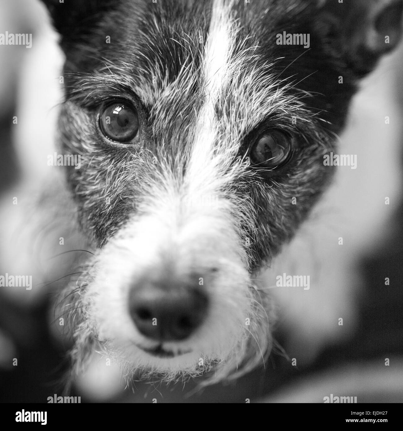 Cane bianco e nero macro JRT cucciolo pet amore cute cane accattonaggio occhi Foto Stock
