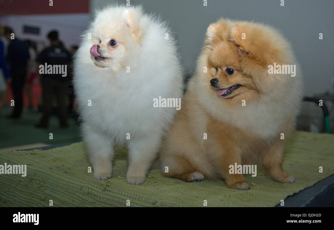 Due piccoli cani di Pomerania seduti su un tappeto Foto Stock