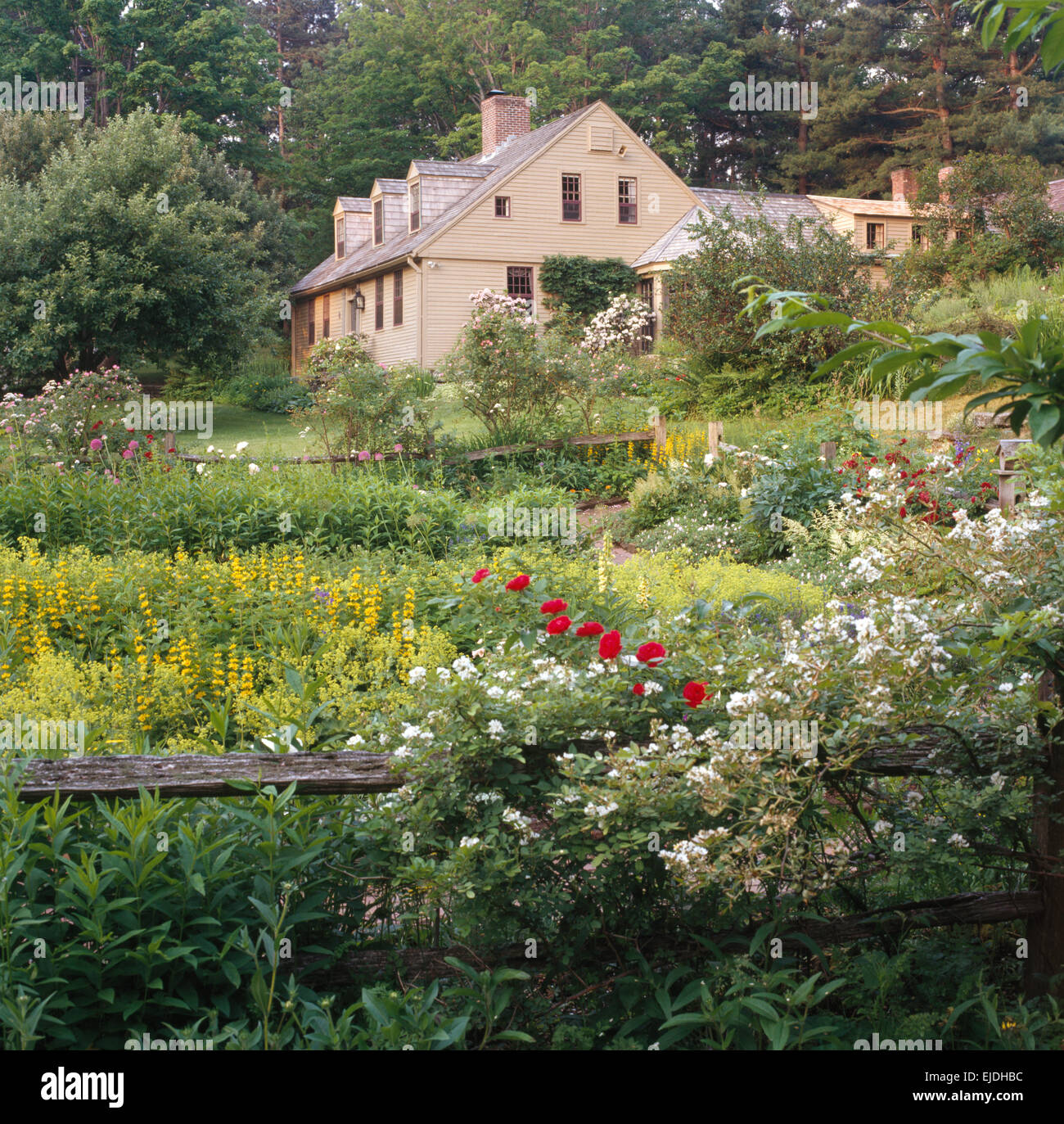 Lysimachia giallo e rosso le peonie crescono nel giardino della casa di campagna tradizionale in America del nord Foto Stock