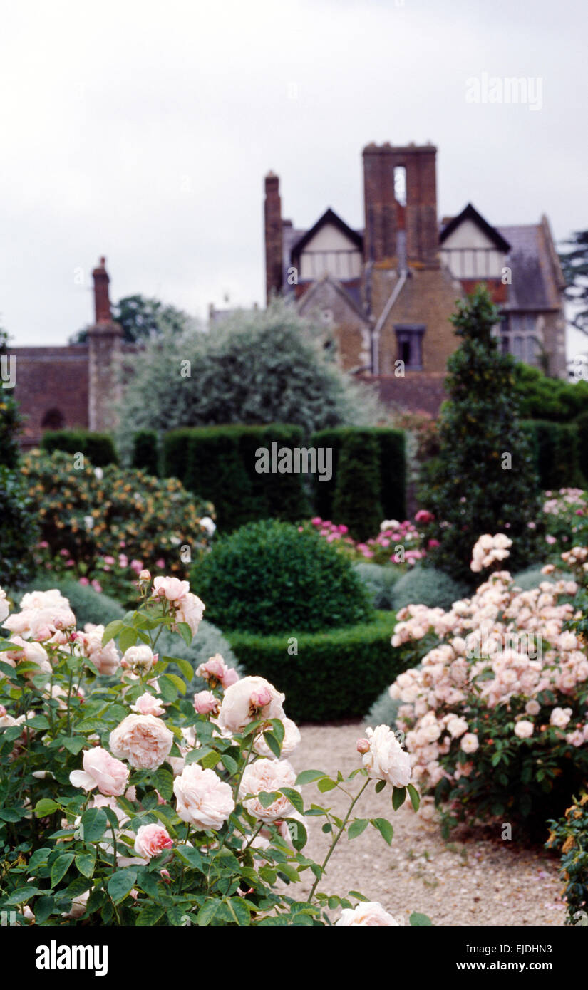 Rosa rosa arbusti e siepi tagliate nel giardino della grande casa di paese Foto Stock