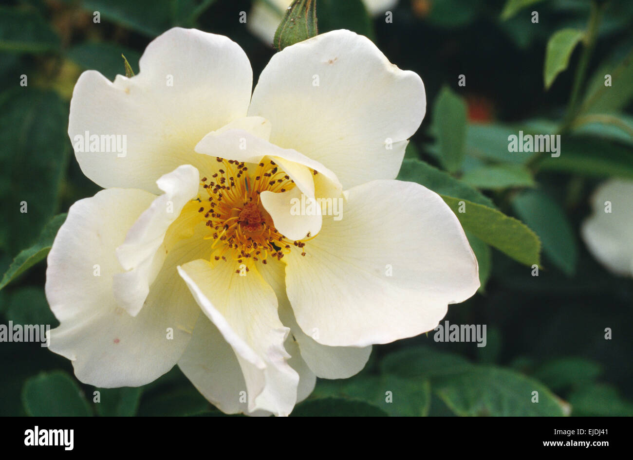 Close-up di un bianco rosa Rugosa Foto Stock