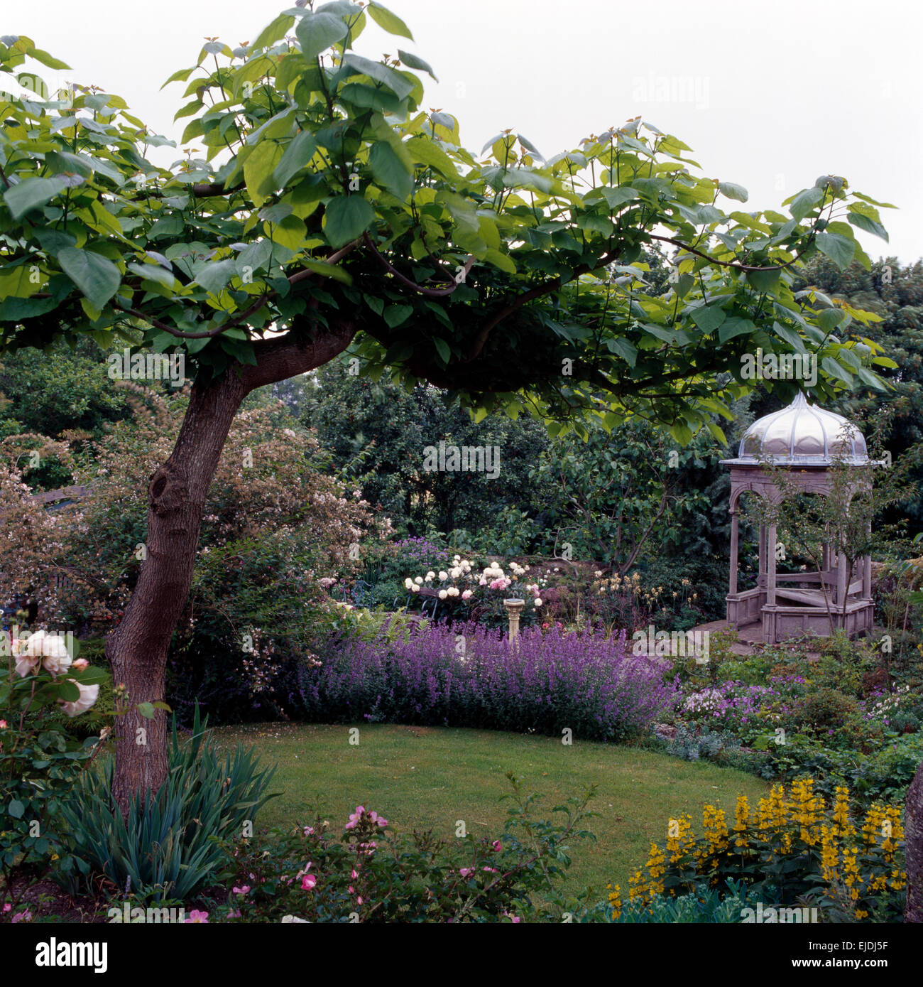 Lysimachia giallo e blu nepeta nella frontiera con il piccolo albero accanto a prato in paese giardino con gazebo Foto Stock