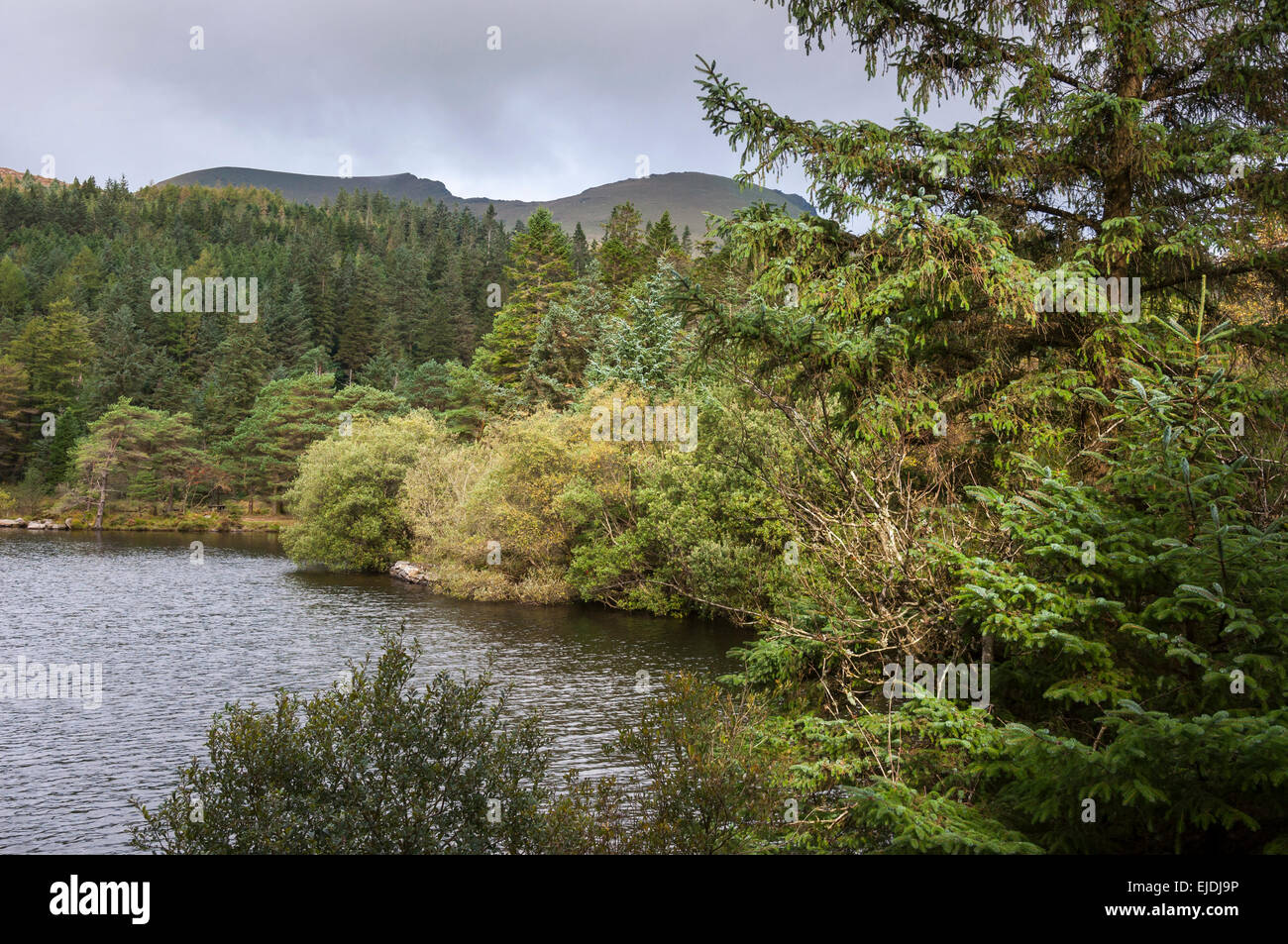 Llyn Llywelyn nella foresta Beddgelert, Snowdonia, il Galles del Nord. Foto Stock