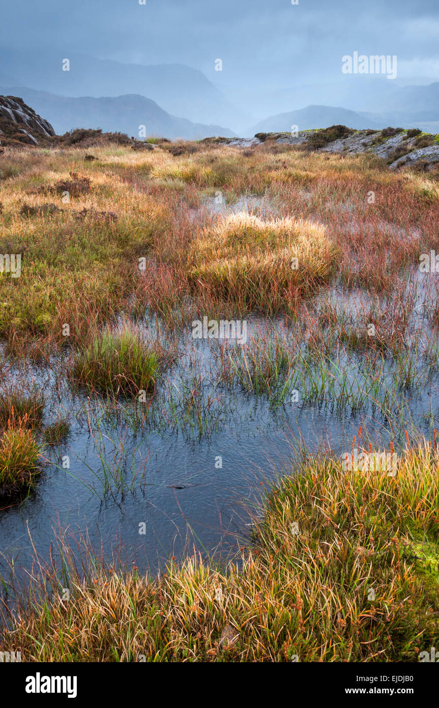 Erbe colorate e vegetazione in una brughiera coperta in precedenza sulle colline vicino a Beddgelert, Snowdonia. Foto Stock