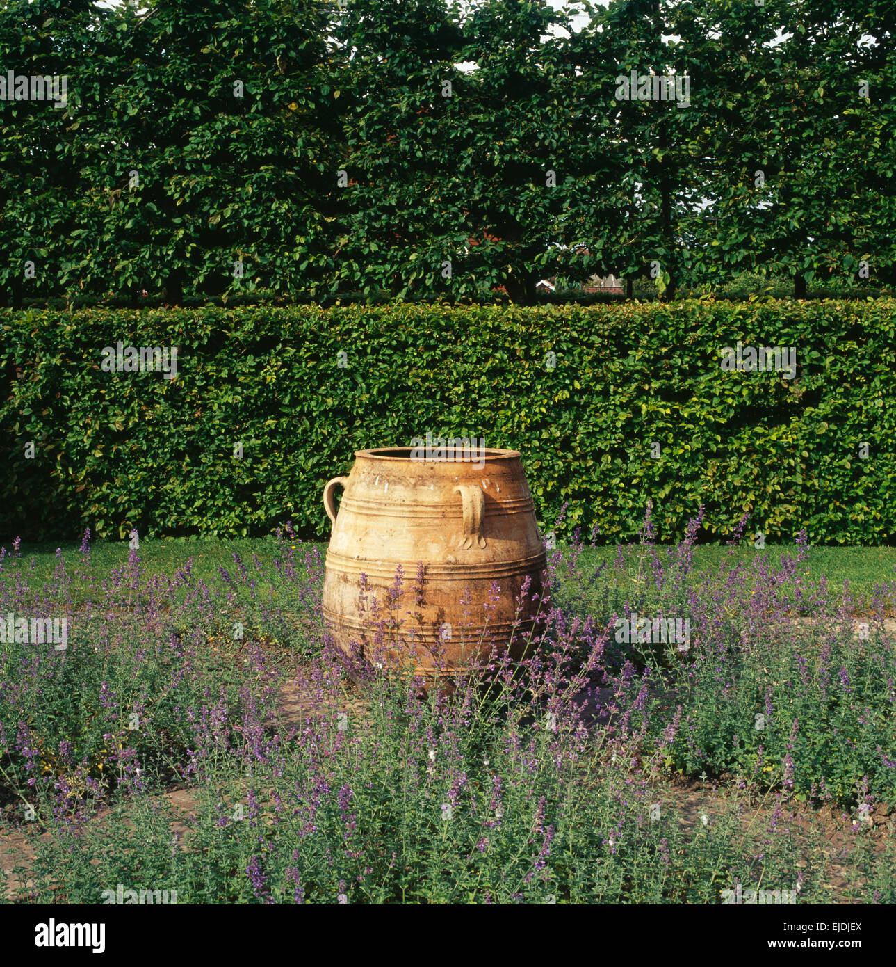 Grandi pithoi in terracotta pentola in un confine di nepitella nel paese grande giardino con una siepe pleached sopra la copertura Foto Stock