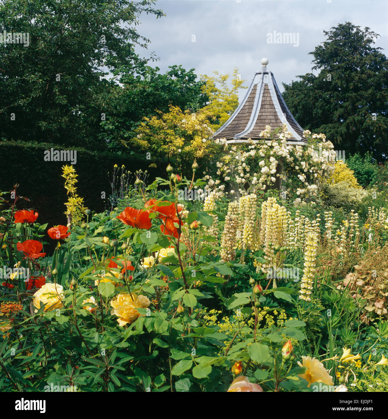 Giallo le rose e i lupini con papaveri rossi nel paese grande giardino con gazebo esagonale Foto Stock