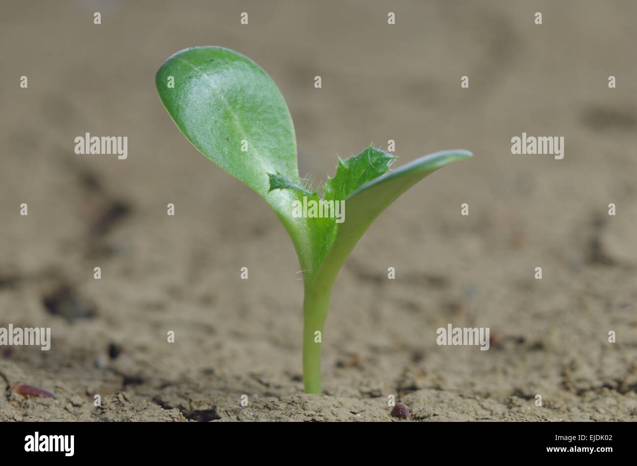 Cardo mariano sullo sfondo del suolo incrinato Foto Stock