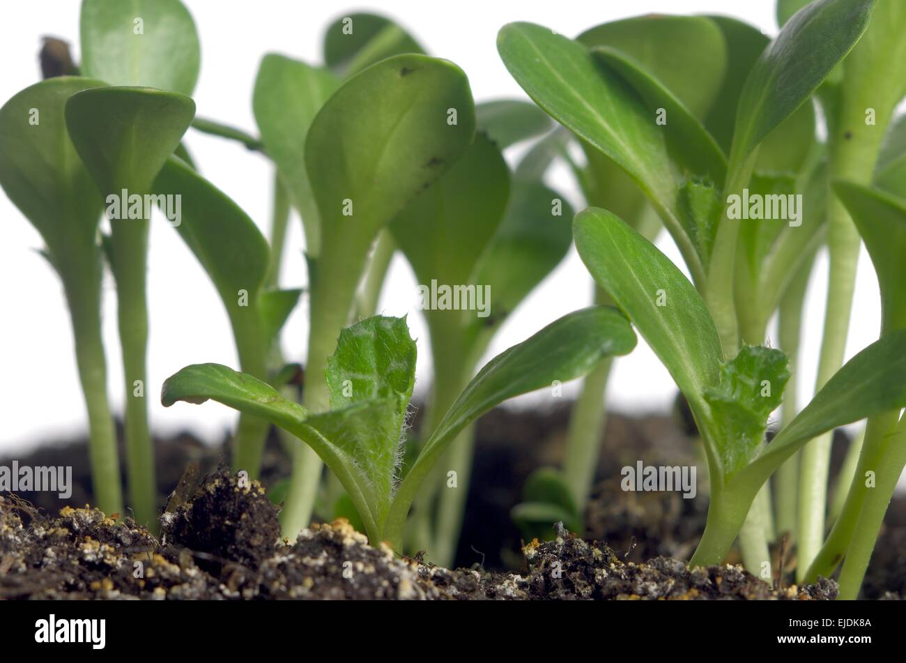 Cardo mariano sullo sfondo del suolo incrinato Foto Stock