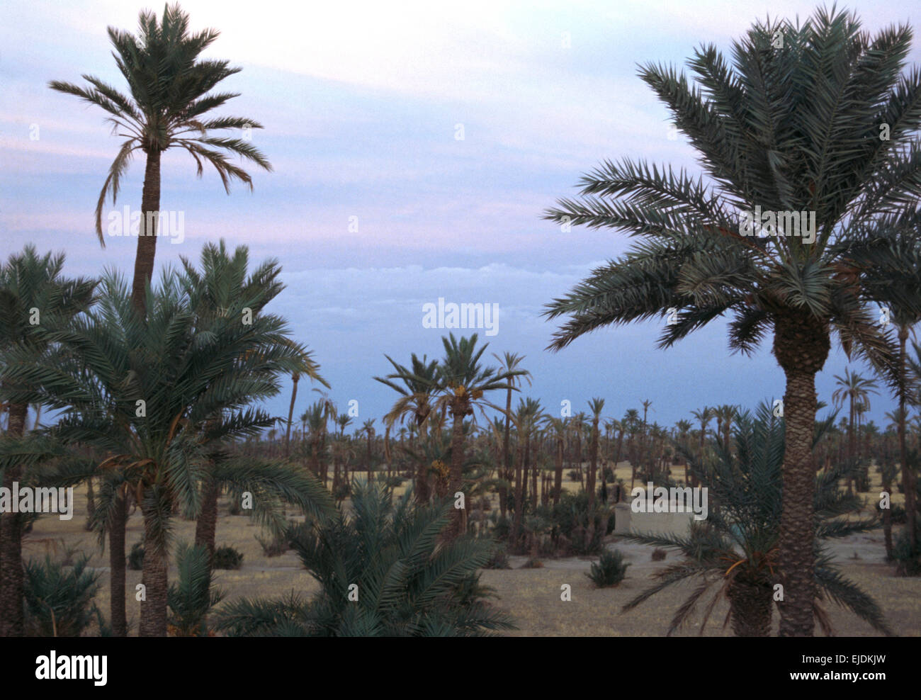 Le palme in Marocco Foto Stock