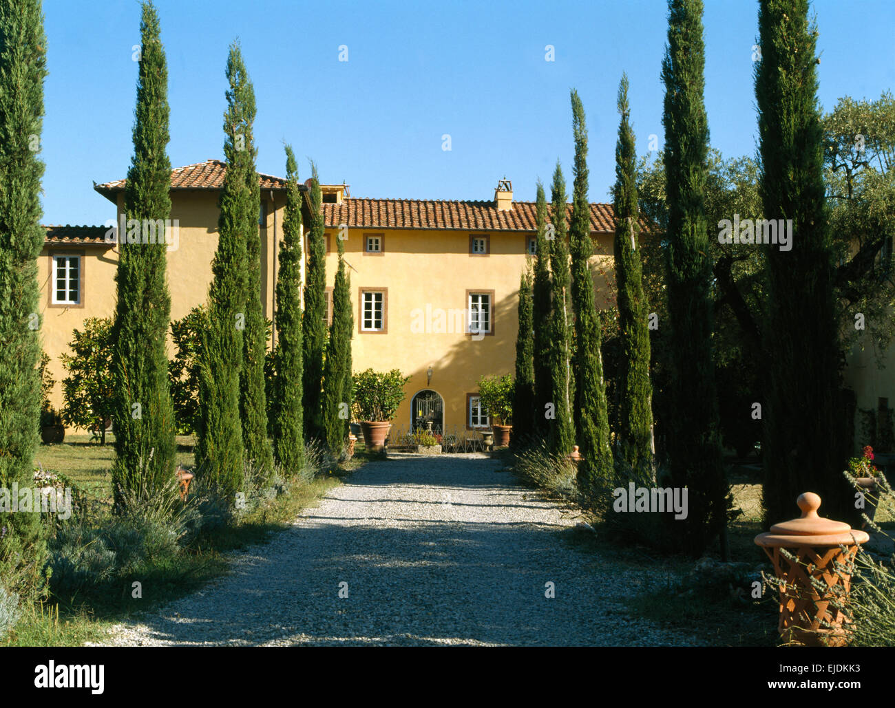 Italiano Fastigiate cipressi su entrambi i lati della trasmissione alla grande villa in Toscana Foto Stock