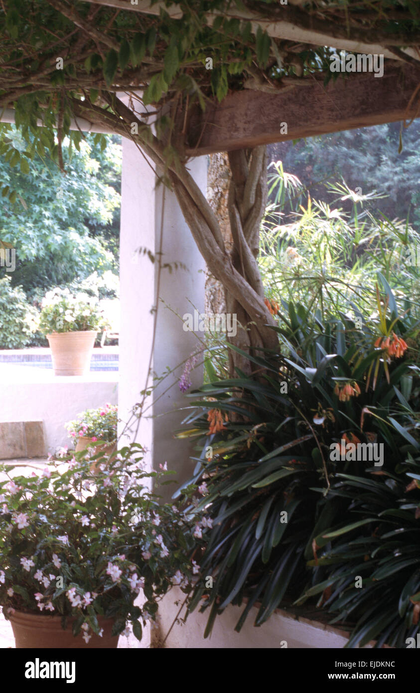 Esotiche piante fiorite in vasi sulla veranda della casa su Corfù Foto Stock