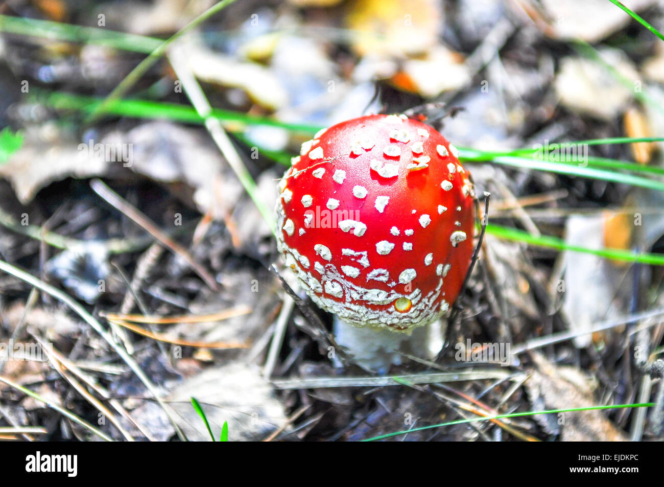 Il piccolo fungo amanita in habitat naturali Foto Stock