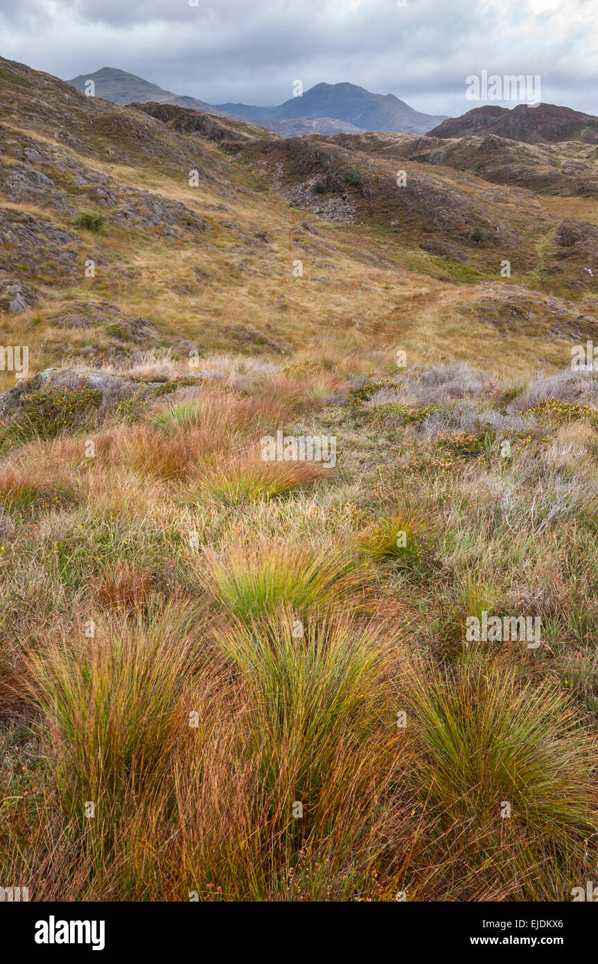 Selvaggio paesaggio di brughiera sulle colline sopra Beddgelert in Snowdonia, il Galles del Nord. Foto Stock