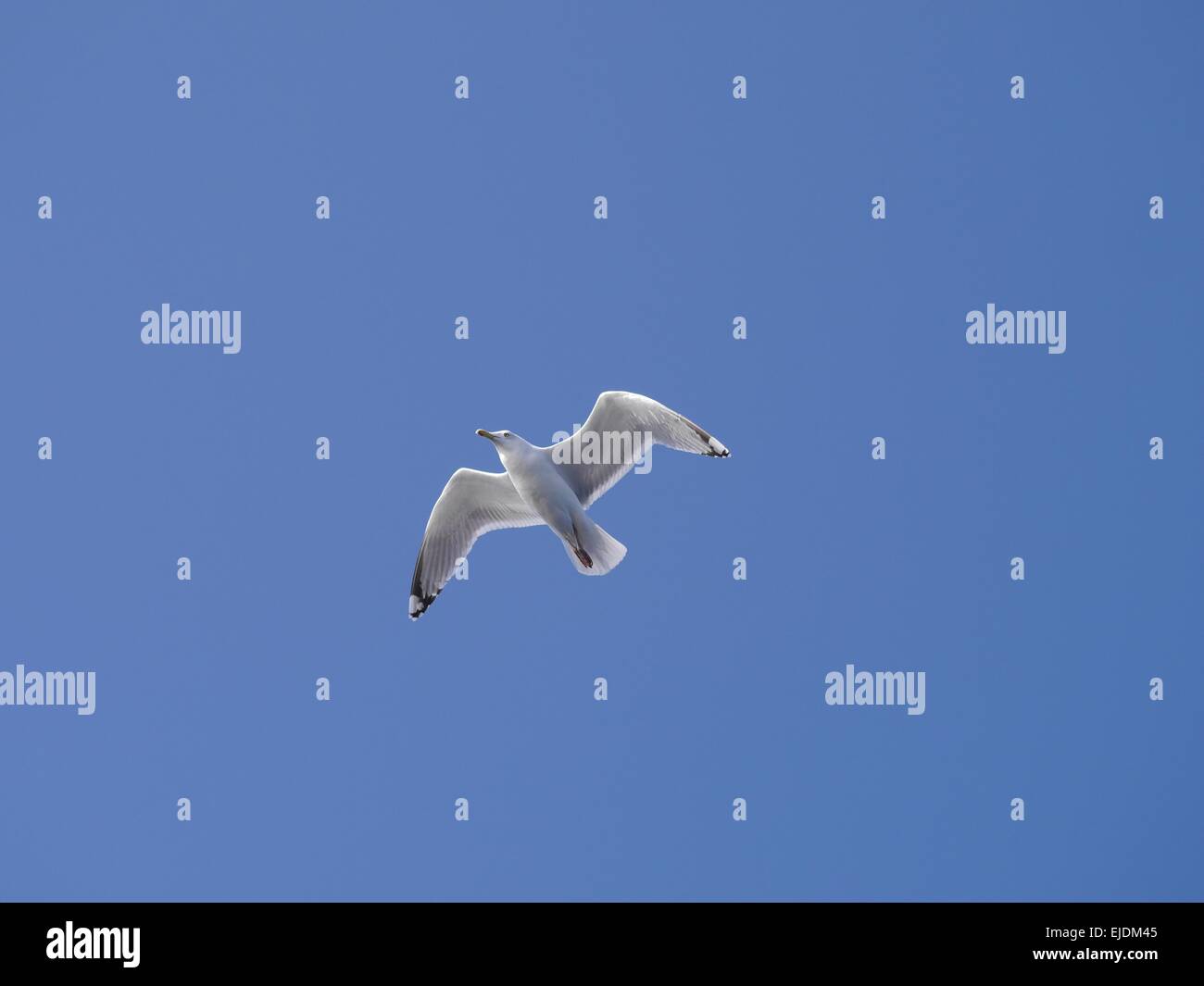 Flying sea gull sullo sfondo del cielo Foto Stock