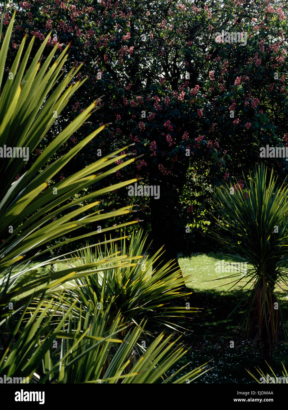 Palm tree nel paese grande giardino Foto Stock