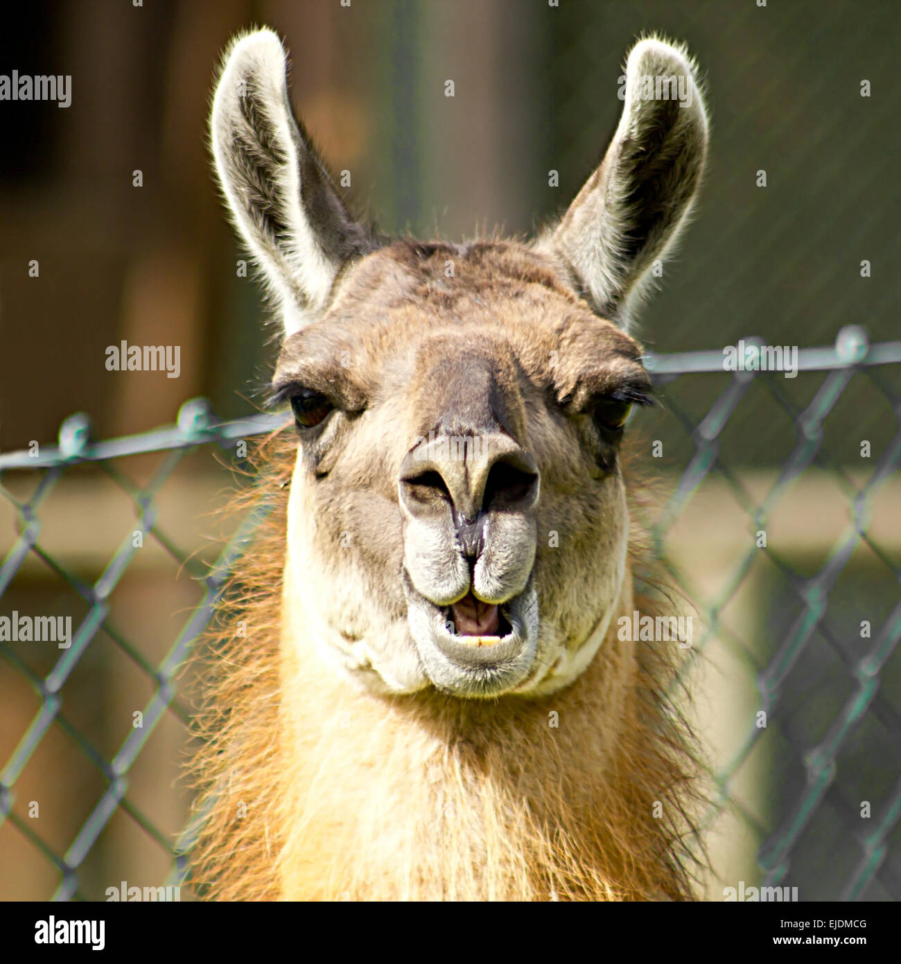 Llama cercando nosy Foto Stock