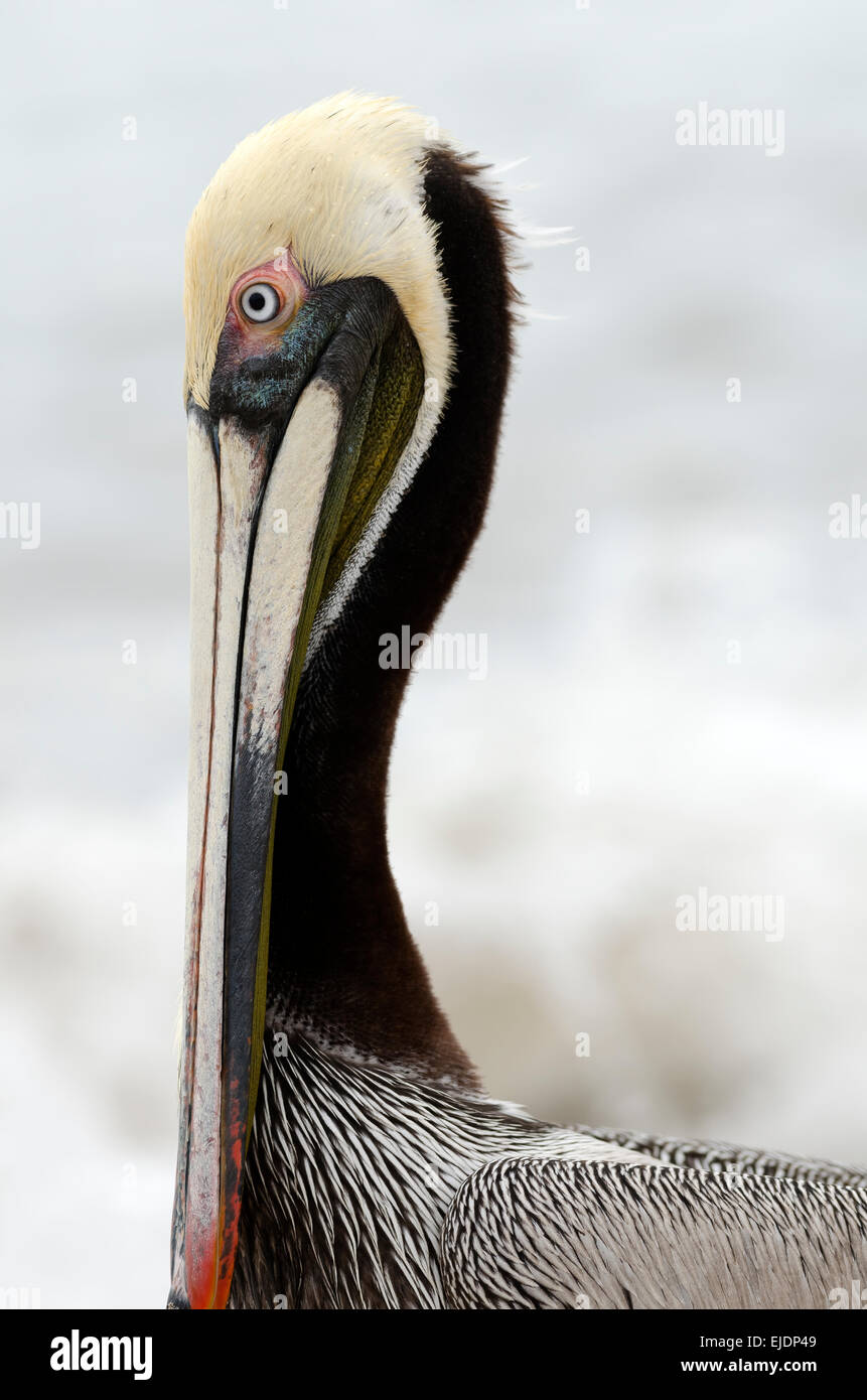 Un pellicano è in piedi sulla spiaggia. Foto Stock