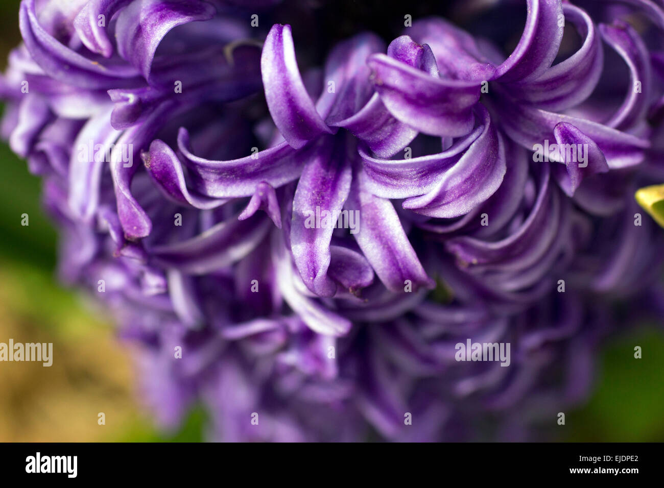 Giacinto viola fiore in fiore di Austin in Texas Foto Stock