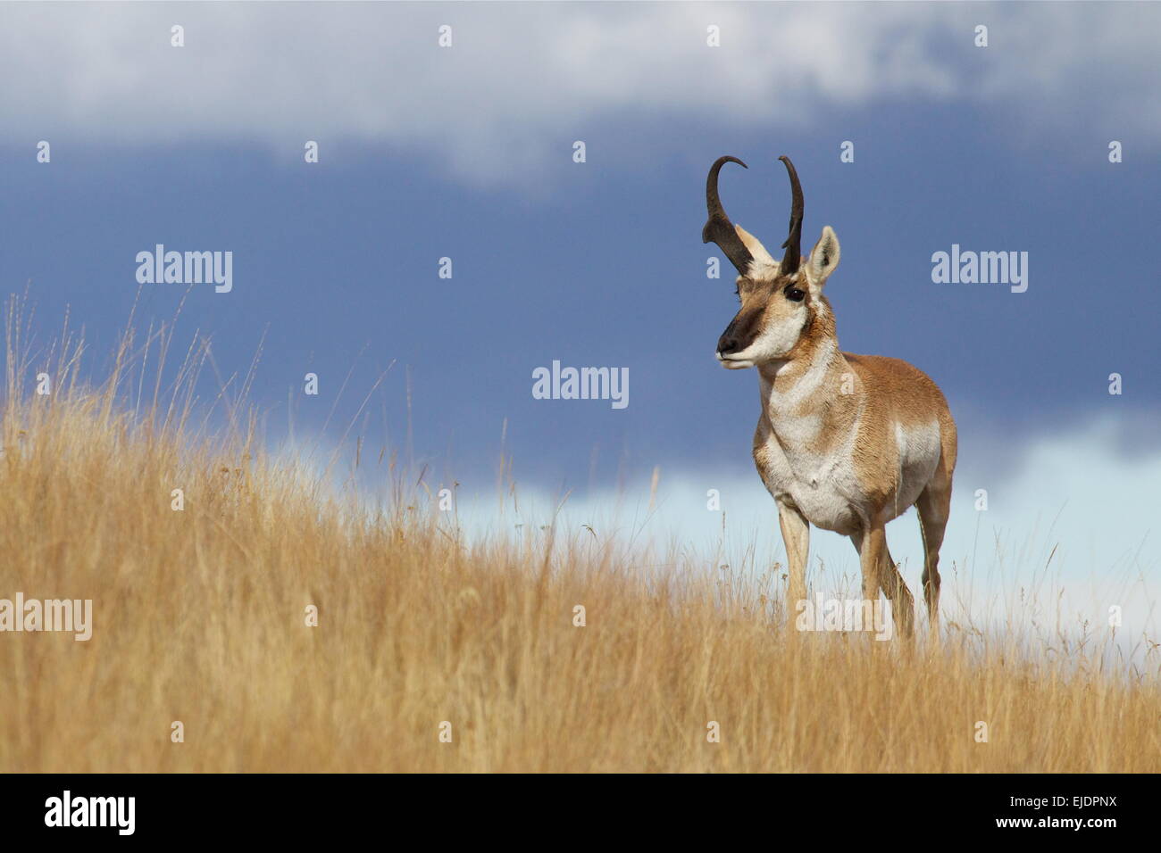 Pronghorn antelope, Antilocapra americana, in Great Plains prairie habitat prativi con scuri drammatici blu cielo tempestoso Foto Stock