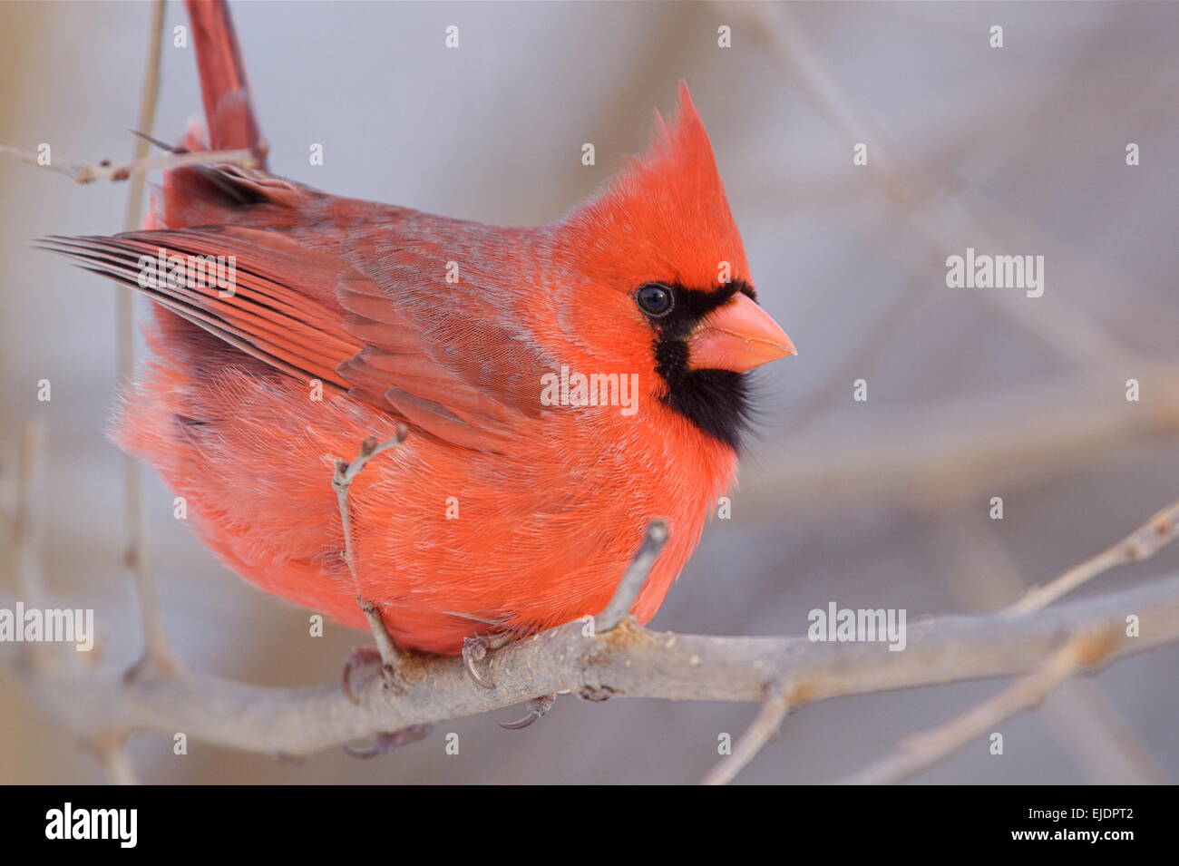 Il Cardinale settentrionale, Cardinalis cardinalis, maschio, in inverno, arroccato con piumaggio di colore rosso tutti gonfi Foto Stock