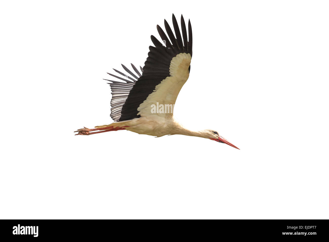 Cicogna bianca in volo su uno sfondo bianco - Ciconia ciconia Foto Stock