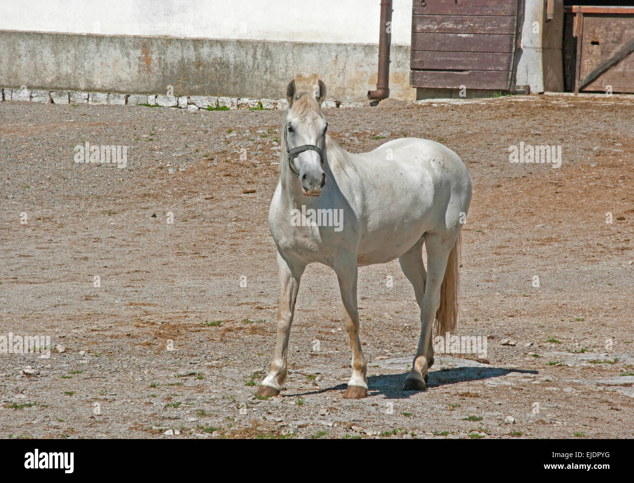 La scuderia a Lipizza, Kras Regione, Slovenia, Europa, cavallo lipizzano, Foto Stock