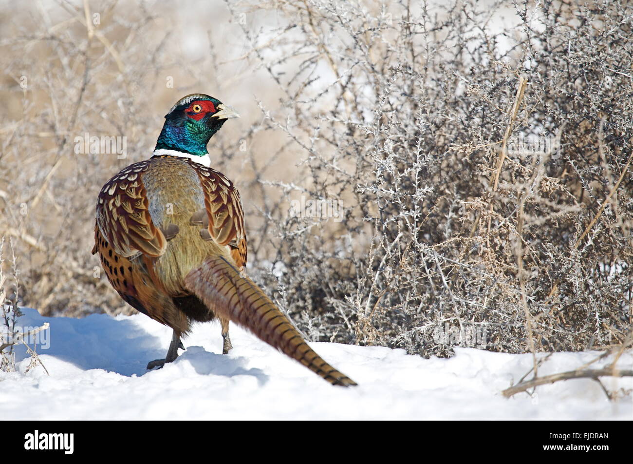 L'anello a collo a.k.a. Ringneck Pheasant in inverno la neve con la testa ruotata indietro che mostra il lato superiore del bird's piumaggio Foto Stock