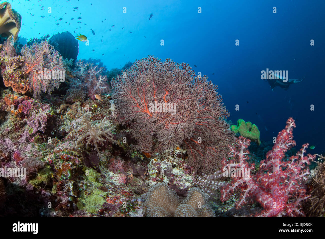 Subacquei esplorare una barriera corallina con coralli molli in una varietà di colori pastello. Isole Spratly, sul Mare della Cina del Sud. Luglio, 2014 Foto Stock