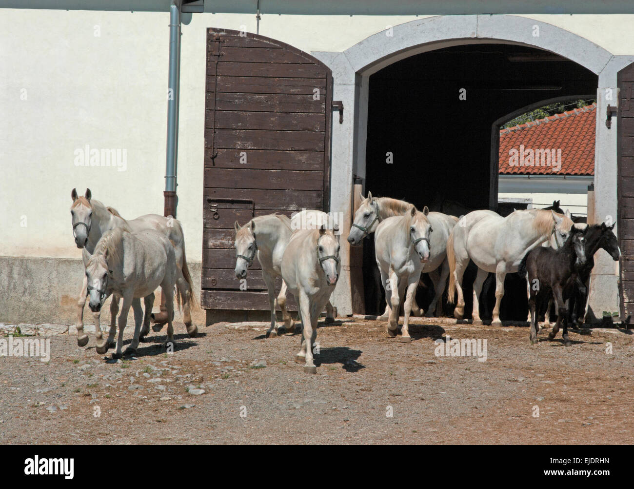 Lipica, allevamento, Kras Regione, Slovenia, Europa, cavalli lipizzani uscente di stabile, Foto Stock