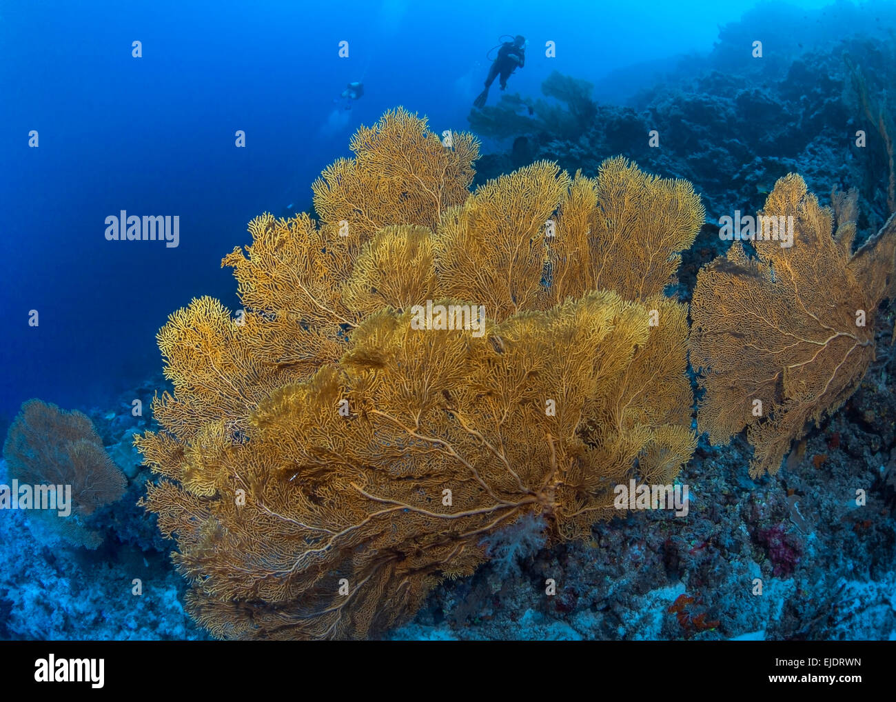 Grandi gorgonie gialle appassionati di mare sulla parete corallina con subacquei in background. Spratly Isands, sul Mare della Cina del Sud. Foto Stock