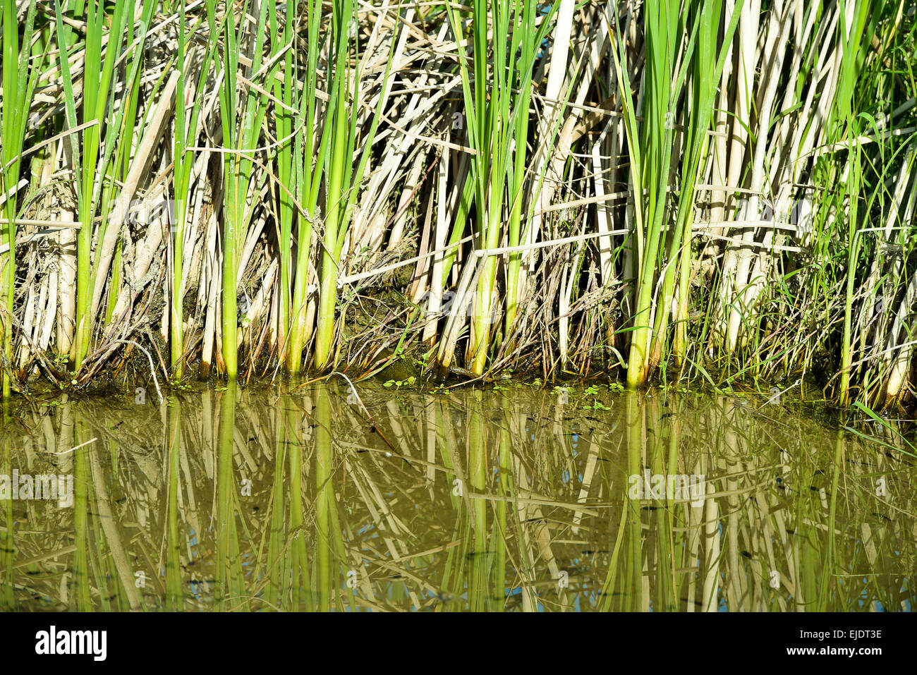 Primo piano di verde e marrone erba nel fiume Foto Stock