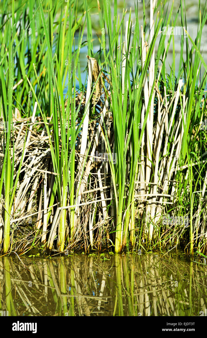 Primo piano di verde e marrone erba nel fiume Foto Stock