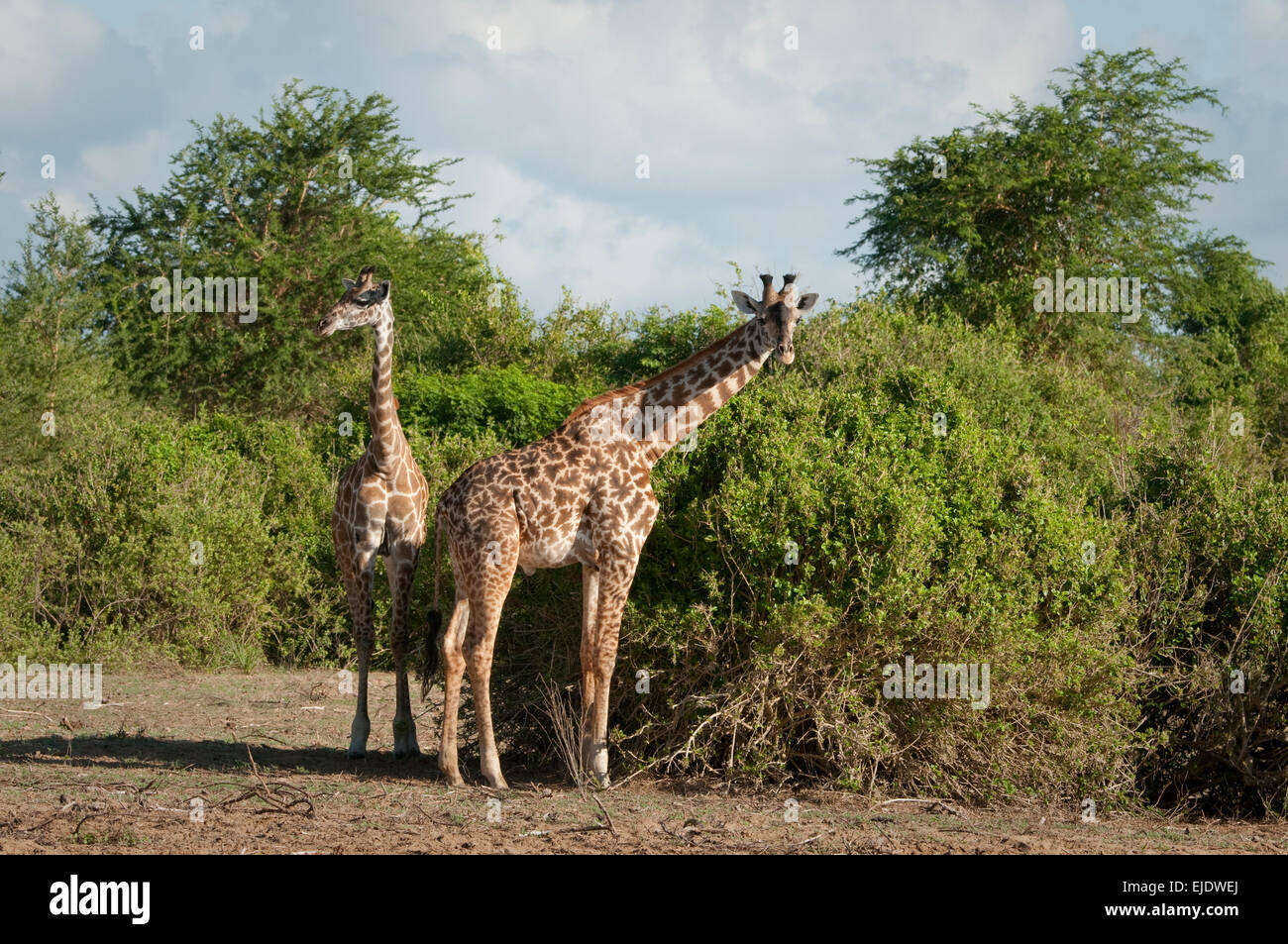 Due Masai giraffe in piedi da boccole Foto Stock