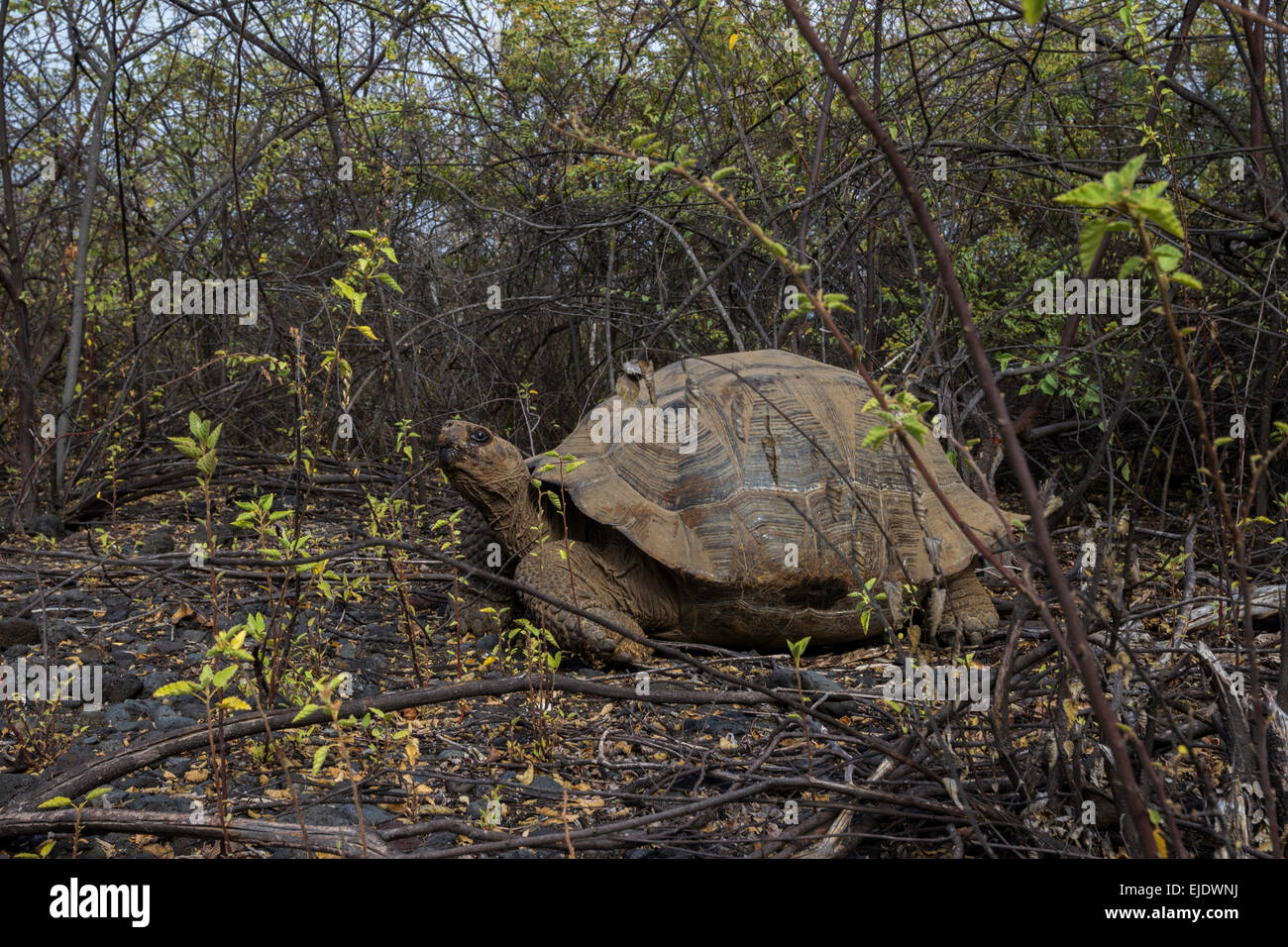 Una gigantesca tartaruga Galapagos sull isola Islabela, Galapagos, isole, Ecuador. Foto Stock