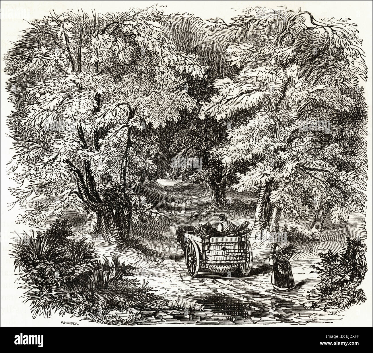 Burnham Beeches woodland Buckinghamshire. Victorian xilografia incisione di circa 1845. Foto Stock