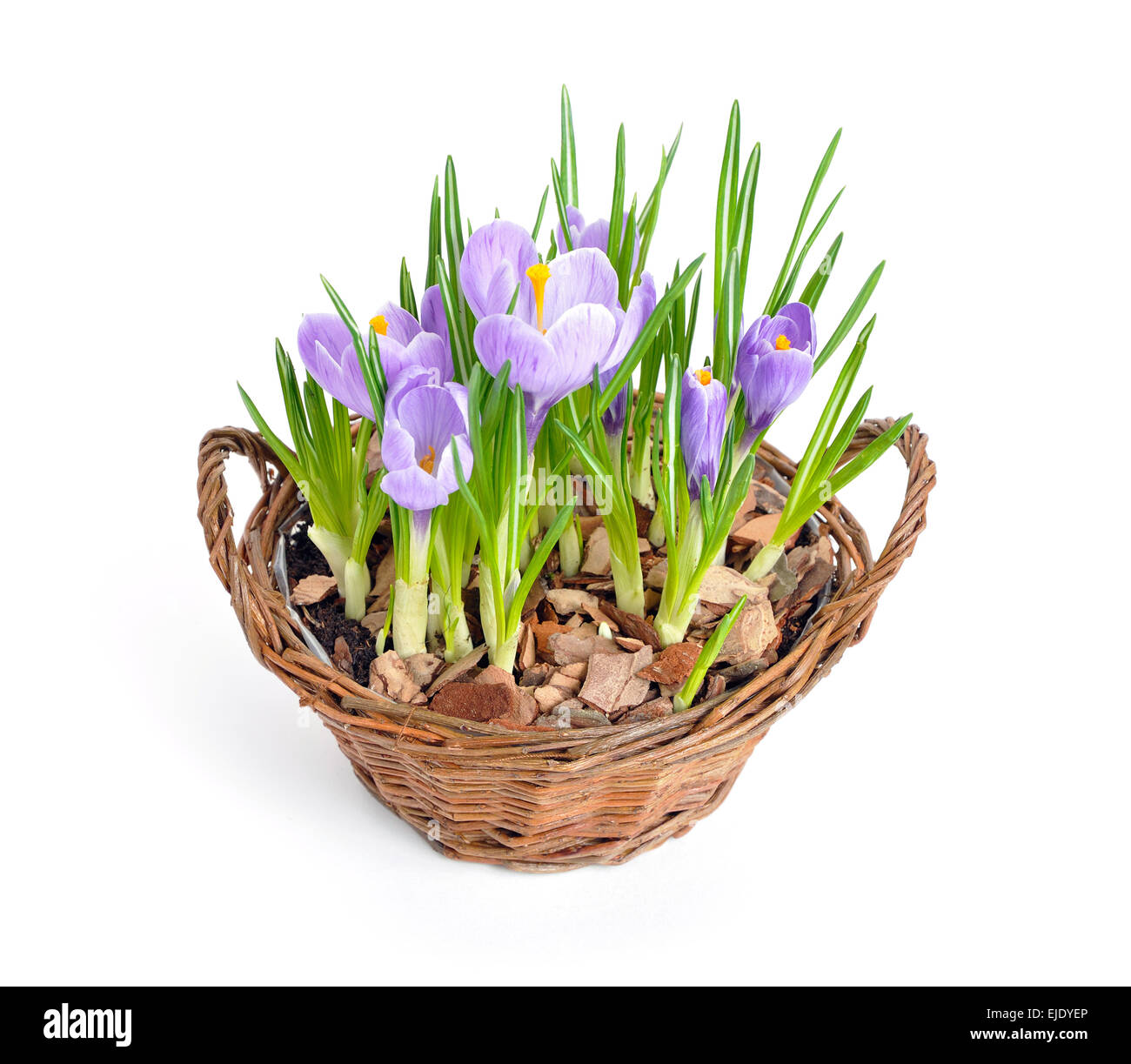 Più viola di crochi in fiore nel cestello decorativi Foto Stock