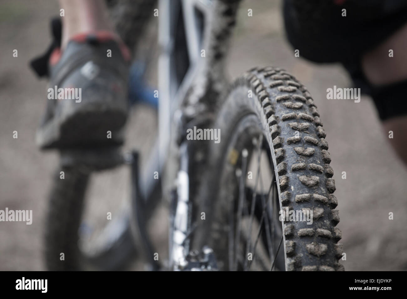Immagine ravvicinata di discesa con la Mountain Bike pneumatico, Foresta di Dean,UK Foto Stock