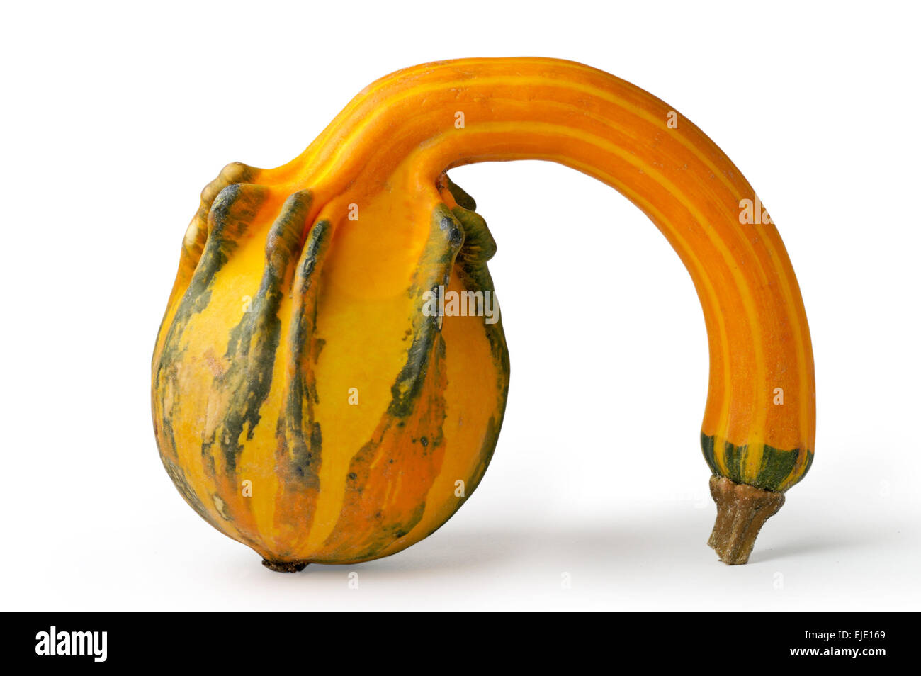 Forma strana zucca Foto Stock