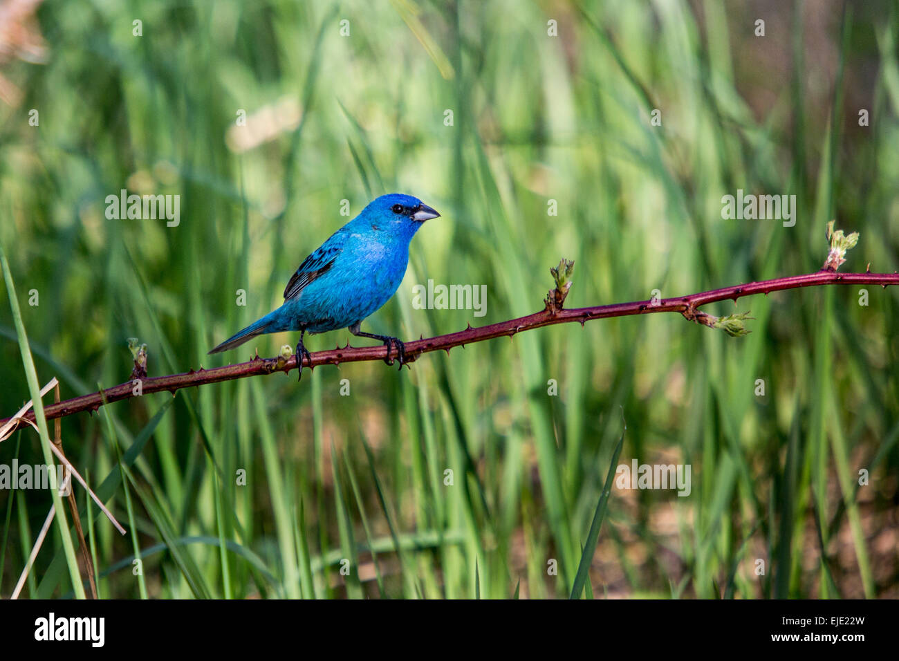 Indigo bunting in Wisconsin settentrionale Foto Stock