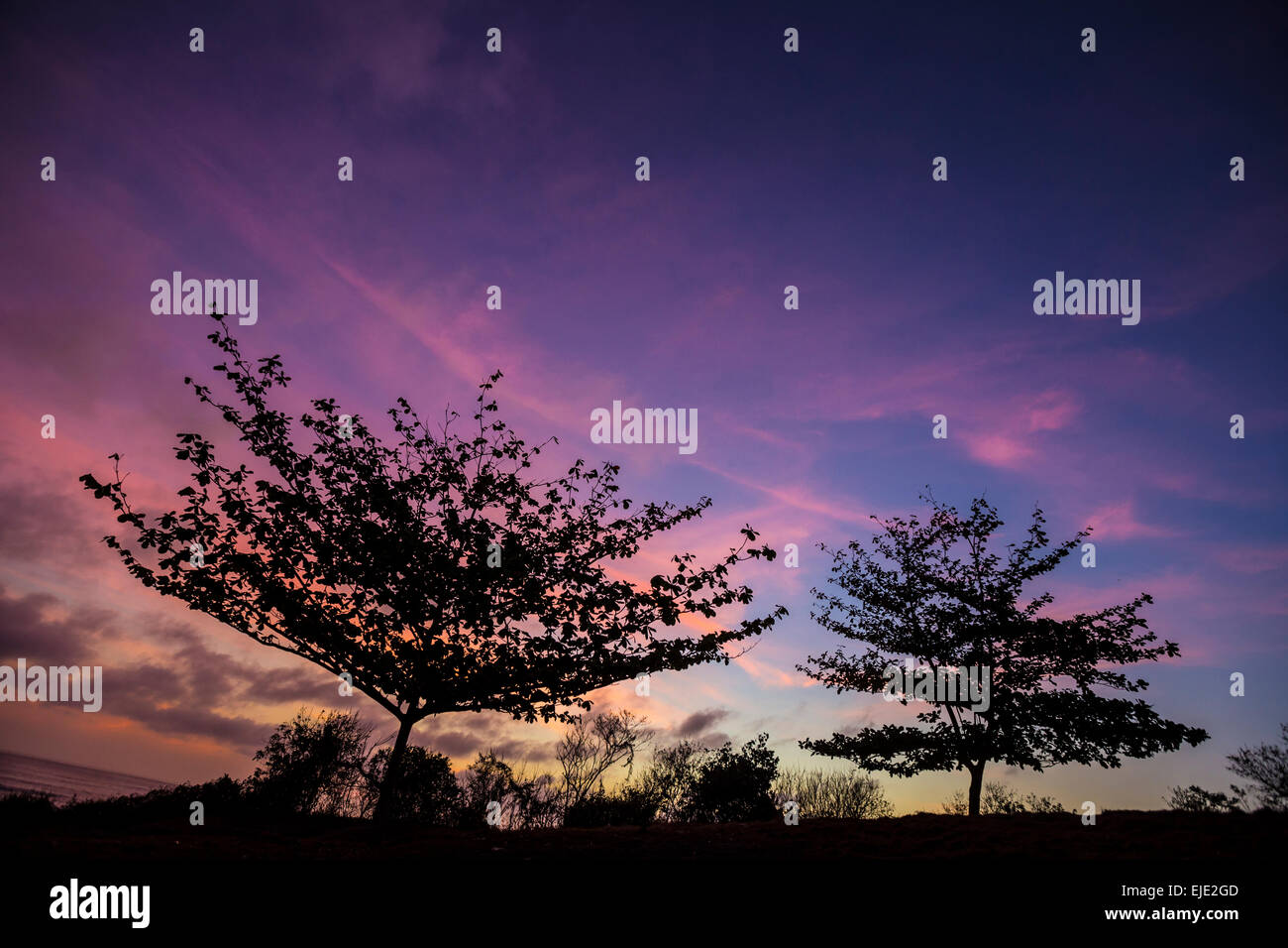 Due stagliano alberi al tramonto del tempo. Bali. Indonesia. Foto Stock