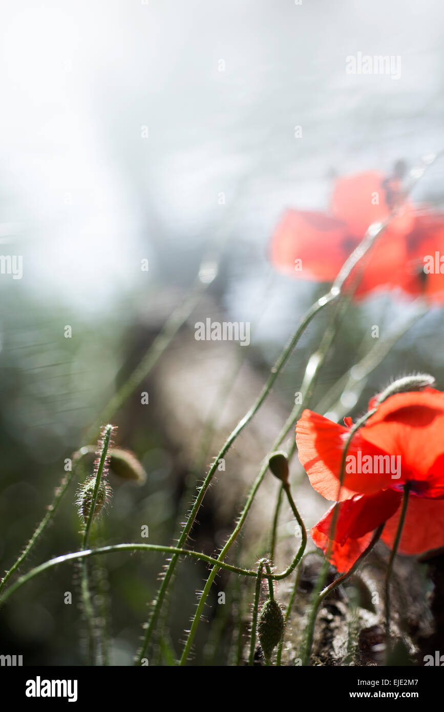 Rosso brillante fiore di papavero Foto Stock