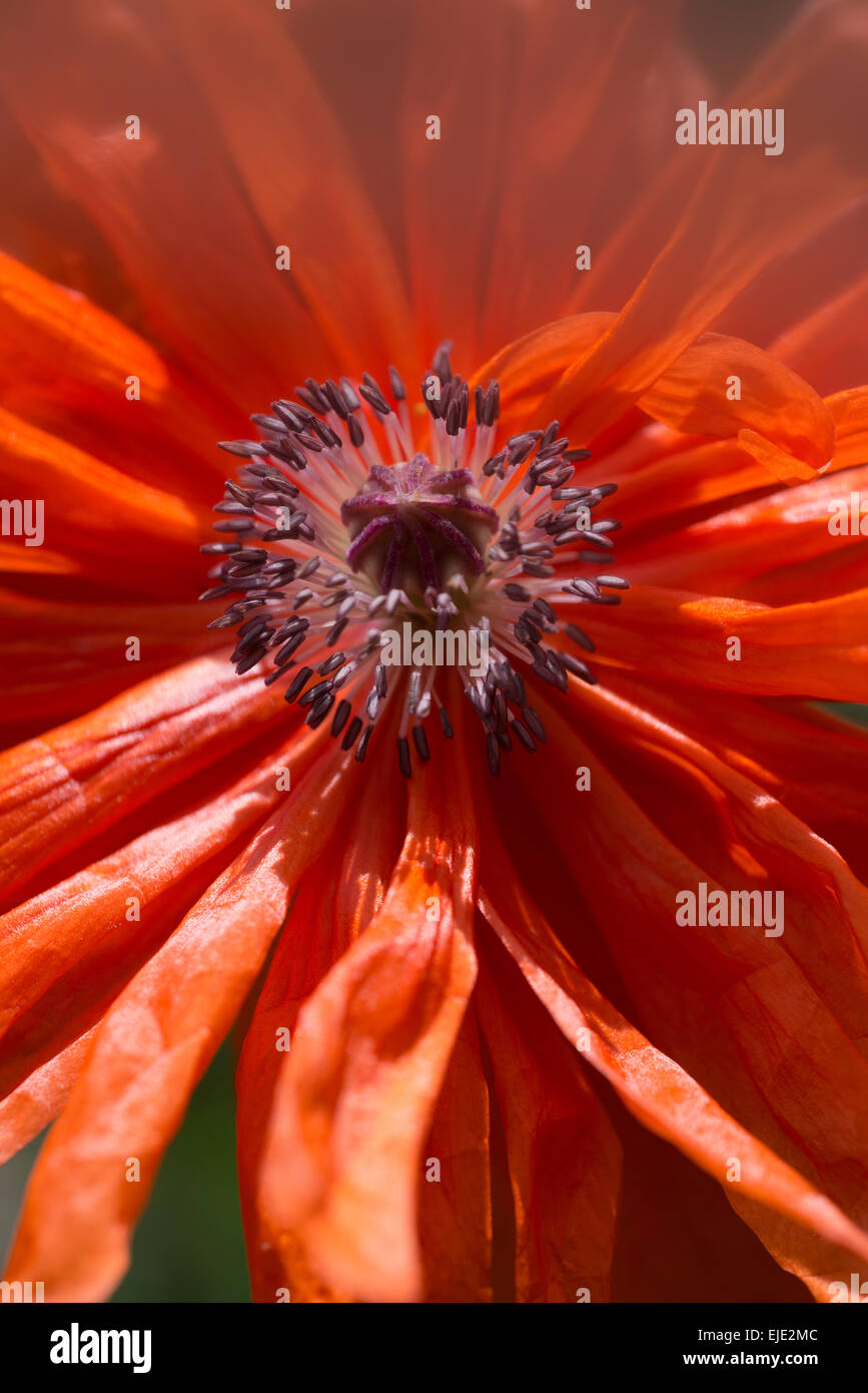 Rosso brillante fiore di papavero Foto Stock